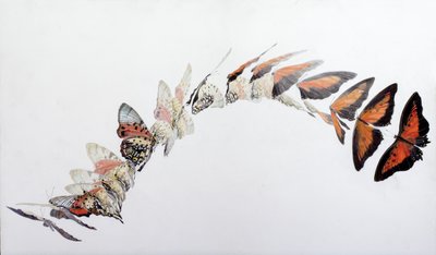 Charaxes zingha Flugmuster von Odile Kidd