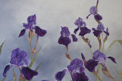 Iris hybrida (Detail), 2015 von Odile Kidd