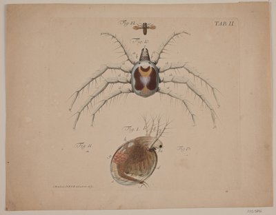 Insekten. Tafel II aus zoologischem Werk von Odvardt Helmoldt de Lode