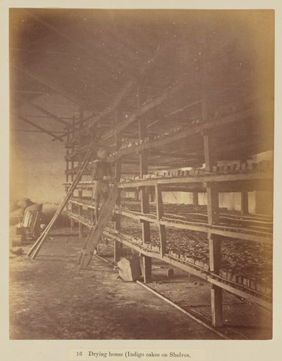 Trocknungshaus (Indigokuchen auf Regalen) von Oscar Jean Baptiste Mallitte