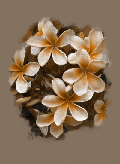 Tropische Plumeria-Blüten von Osvaldo Russo