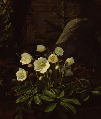 Christrosen in einem Steingarten von Otto Didrik Ottesen