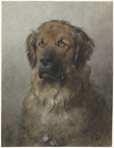 Kopf eines Leonbergers, von vorne von Otto Eerelman