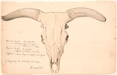 Schädel einer Kuh von P.C. Skovgaard