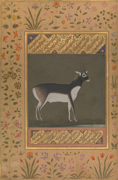 Schwarzer Bock, Folio aus dem Shah Jahan Album, recto: ca. 1615-20, verso: ca. 1530-50 von Painting attributed to Manohar
