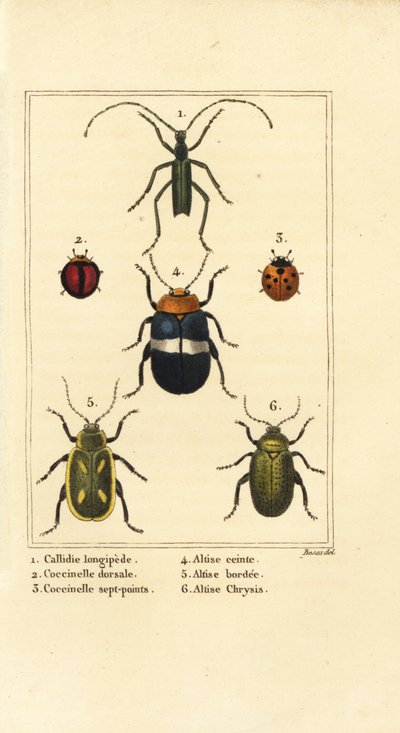 Callidium longipes 1, Marienkäfer, Jauravia dorsalis 2, Coccinella septempunctata 3, Flohkäfer, Altica cincta 4, Altica emarginata 5, und Altica chrysis 6 von Pancrace (after) Bessa