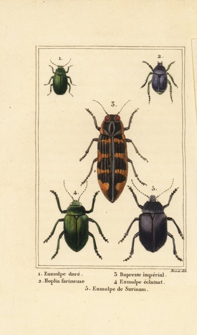 Hundsgiftkäfer, Chrysochus auratus 1, Hoplia argentea 2, Banksia-Juwelenkäfer, Cyrioides imperialis 3, Eumolpus fulgidus 4 und Eumolpus surinamensis 5 von Pancrace (after) Bessa