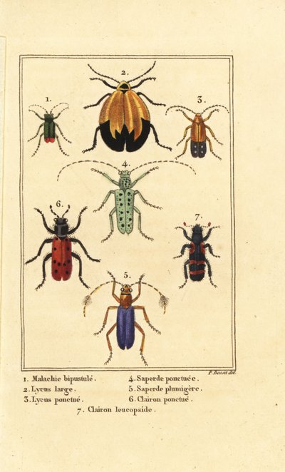 Malachitkäfer, Malachius bipustulatus, Netzflügelkäfer, Lycus melanurus, Lycus punctatus, Saperda punctata, Saperda-Arten, Trichodes octopunctatus und Trichodes apiarius von Pancrace (after) Bessa