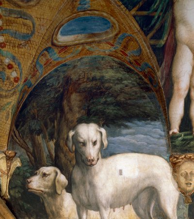 Paar Hunde (Detail) von Parmigianino