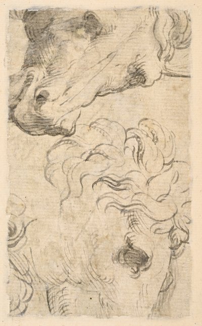 Zwei Studien von Pferdeköpfen (Fragment) von Parmigianino