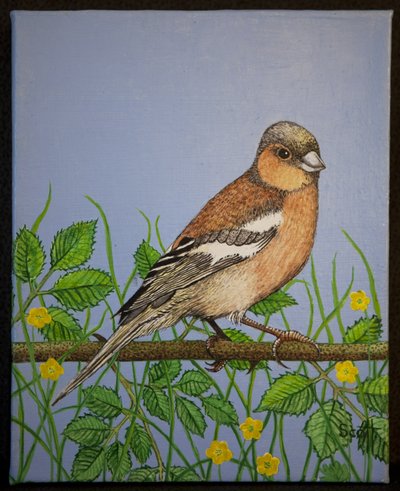 Buchfink, 2016 von Pat Scott