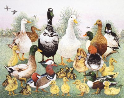 Hallo Enten von Pat Scott