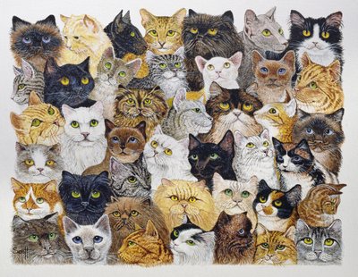 Nur der Katzenschnurrbart von Pat Scott