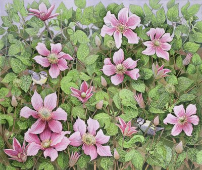 Nisten in Clematis von Pat Scott