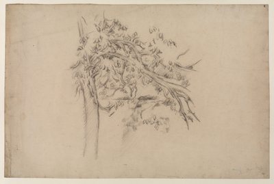 Studie eines Baumes, ca. 1885-87 (Graphit auf Papier) von Paul Cézanne