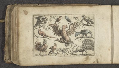 Raubvogel, neun andere Vögel und eine Fledermaus von Paul Göttich