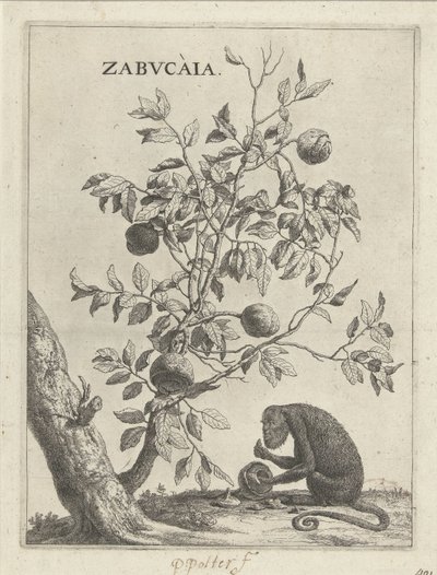 Zabucaiabaum und ein Affe von Paulus Potter