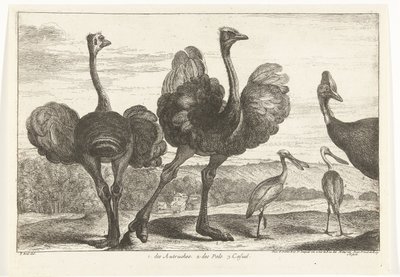 Strauße, Kasuar und Löffler von Peeter Boel (attributed to)