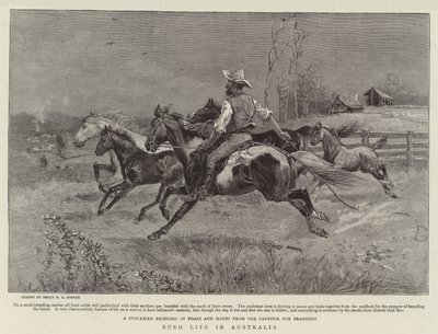 Buschleben in Australien von Percy F.S. Spence