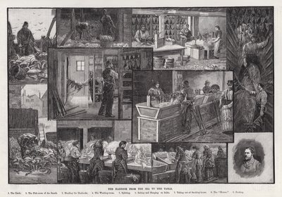 Der Schellfisch vom Meer bis zum Tisch (Gravur) von Percy Robert Craft