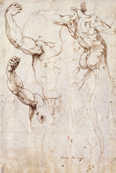 Der Rücken eines Aktes und zwei Studien eines erhobenen Arms und einer Schulter, von vorne gesehen von Perino del Vaga