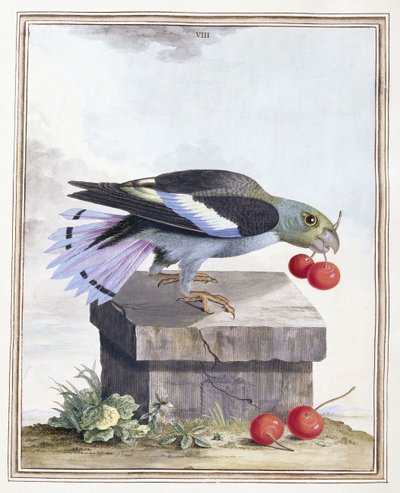 Tafel VIII von Peter Brown