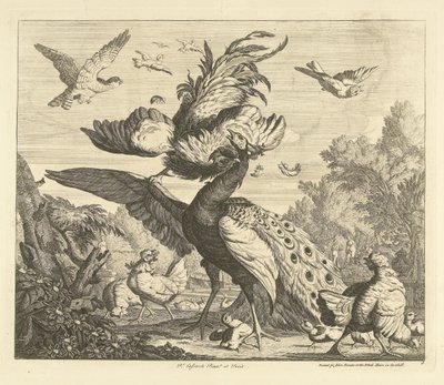 Hahn greift einen Pfau an (Verschiedene Vögel) von Peter Casteels (III)