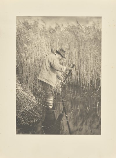 Ein Schilfschneider bei der Arbeit von Peter Henry Emerson