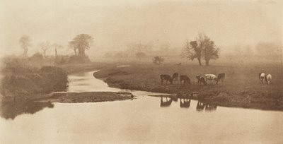 Schafe auf den Marschen [Landschaft mit Vieh] von Peter Henry Emerson