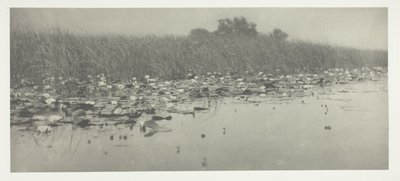 Seerosen von Peter Henry Emerson