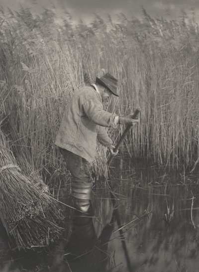 Ein Schilfschneider bei der Arbeit von Peter Henry Emerson and T.F. Goodall