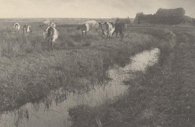 Vieh auf den Sümpfen von Peter Henry Emerson and T.F. Goodall