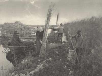 Während der Schilfernte von Peter Henry Emerson and T.F. Goodall