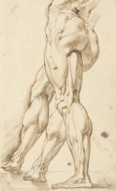 Eine Écorché-Studie der Beine eines männlichen Aktes, mit einer Nebenstudie des rechten Beins von Peter Paul Rubens