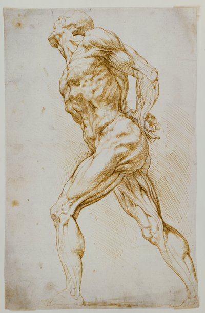Anatomische Studie: Ein nackter Mann schreitet nach rechts, die Hände hinter dem Rücken von Peter Paul Rubens