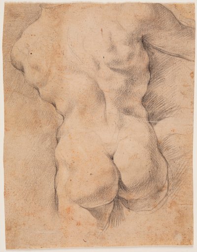 Männertorso von hinten gesehen von Peter Paul Rubens