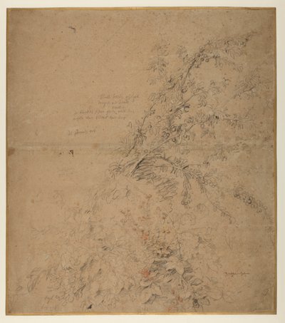 Studie von Schwarzdorn mit Brombeere und anderen Pflanzen von Peter Paul Rubens
