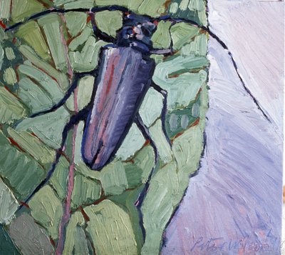 Moschusbockkäfer von Peter Wilson