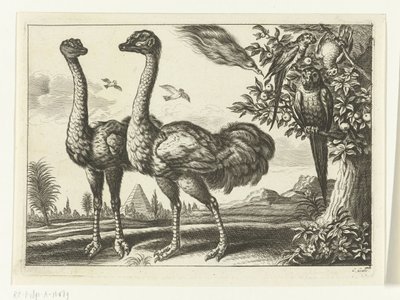 Zwei Strauße von Peter van Liesebetten