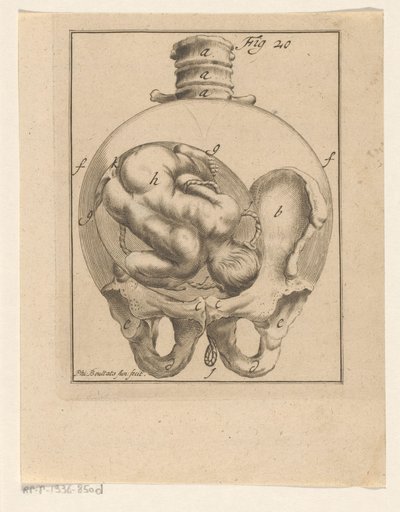 Fötus in der Gebärmutter von Philibert Bouttats (II)
