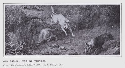 Alte englische Arbeitsterrier (Lithografie) von Philip (after) Reinagle