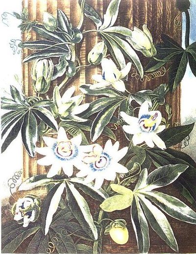 Die blaue Passionsblume, graviert von Caldwell, aus 