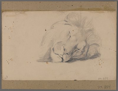 Kopf eines schlafenden Löwen von Philip H. Wolfrom