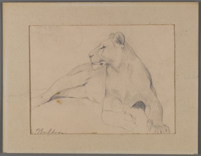 Sitzende Löwin von Philip H. Wolfrom