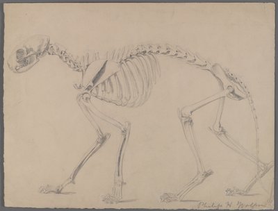 Skelett einer Katze von Philip H. Wolfrom