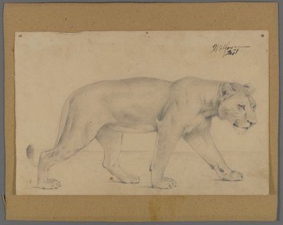 Schreitende Löwin von Philip H. Wolfrom
