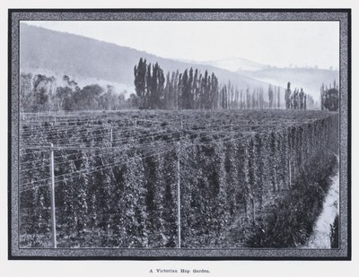 Ein viktorianischer Hopfengarten (s/w Foto) von Photographer Australian