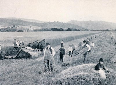 Weizen ernten, Tasmanien, ca. 1900, aus 