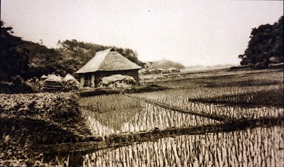 Reisfelder in Japan von Photographer Japanese