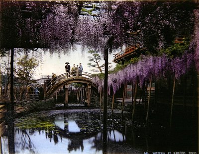 Blauregen in einem Garten in Kameido, ca. 1900 von Photographer Japanese